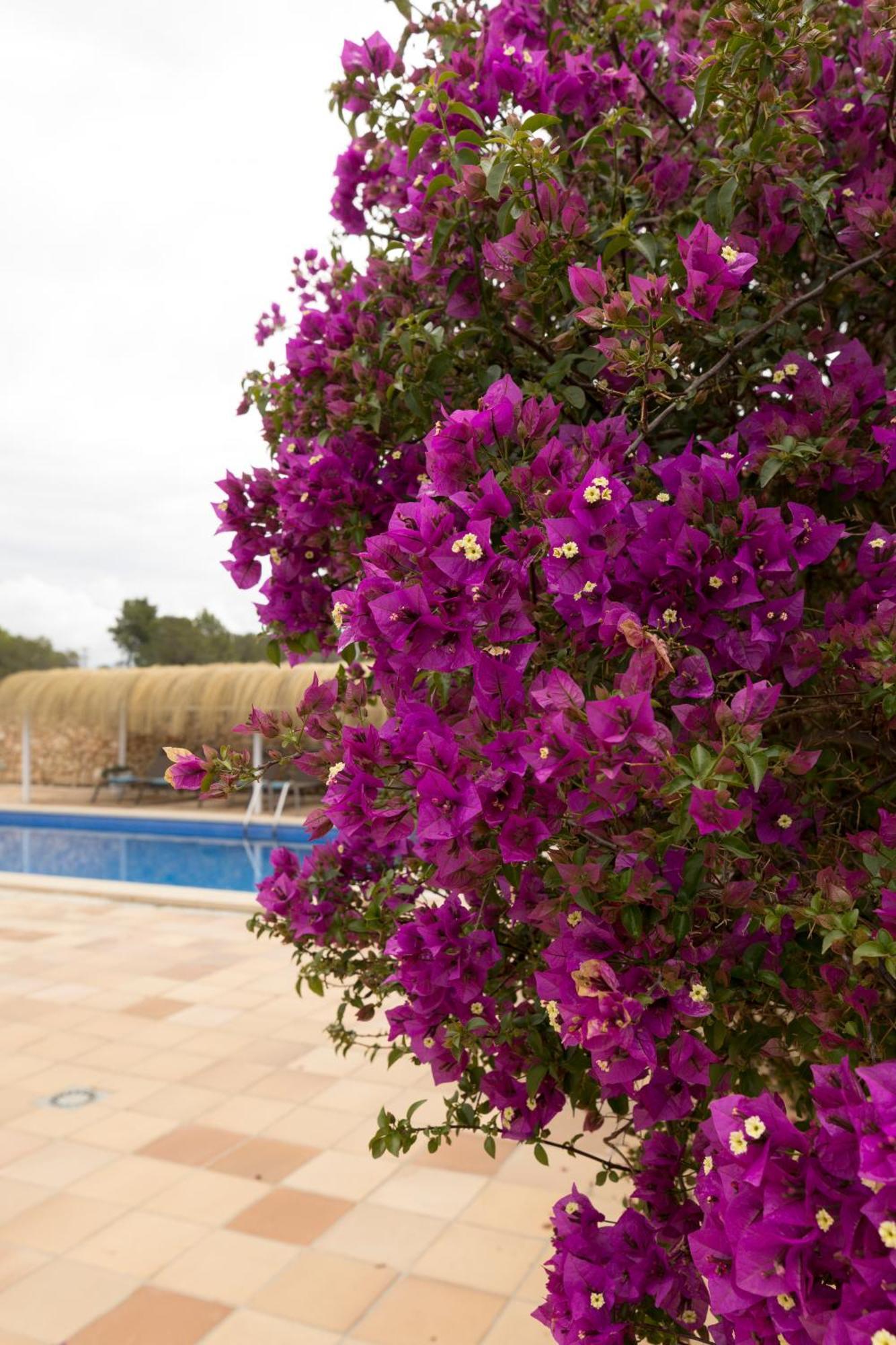 Villa Mestral Alcudia  Exterior foto